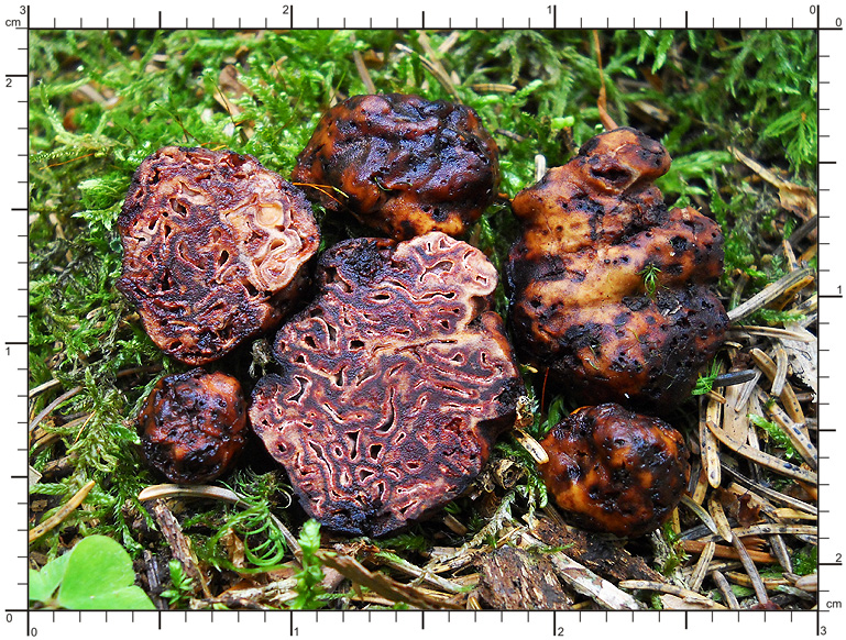 Hydnotrya bailii
